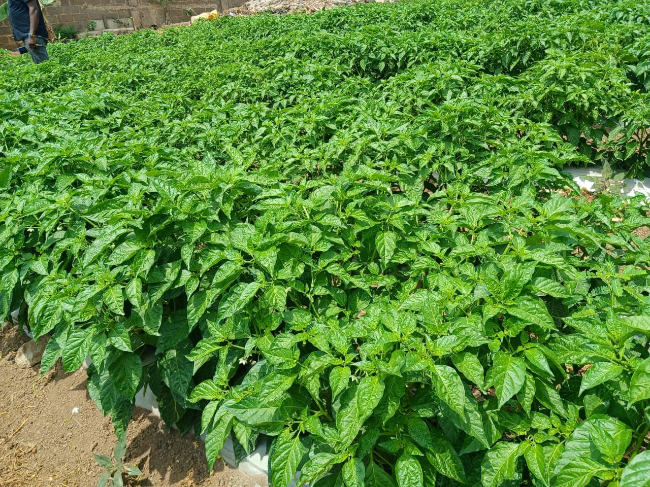 A healthy green field with even crop growth across the plot.