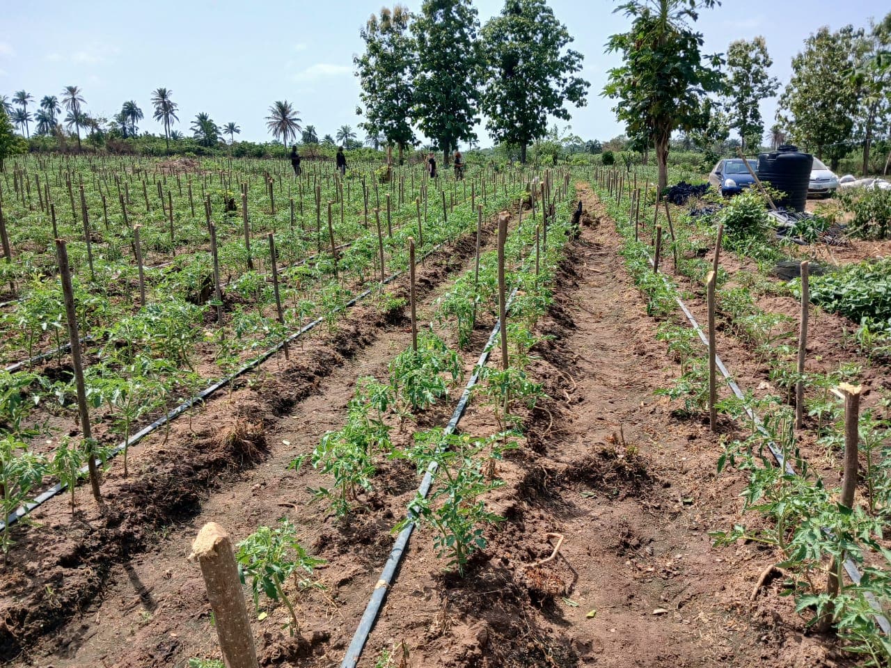 Drip hoses laid through a prepared farm plot.